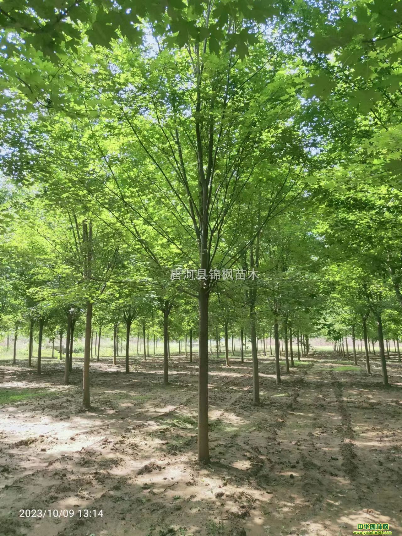 t13-18