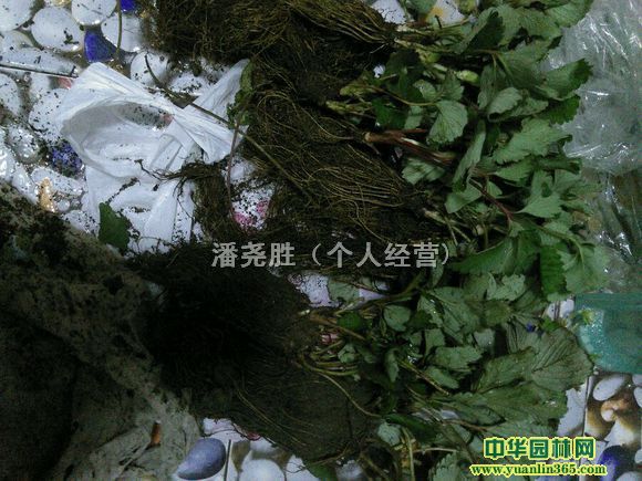 ½ݮ硢όݮ硢Ĳݮ