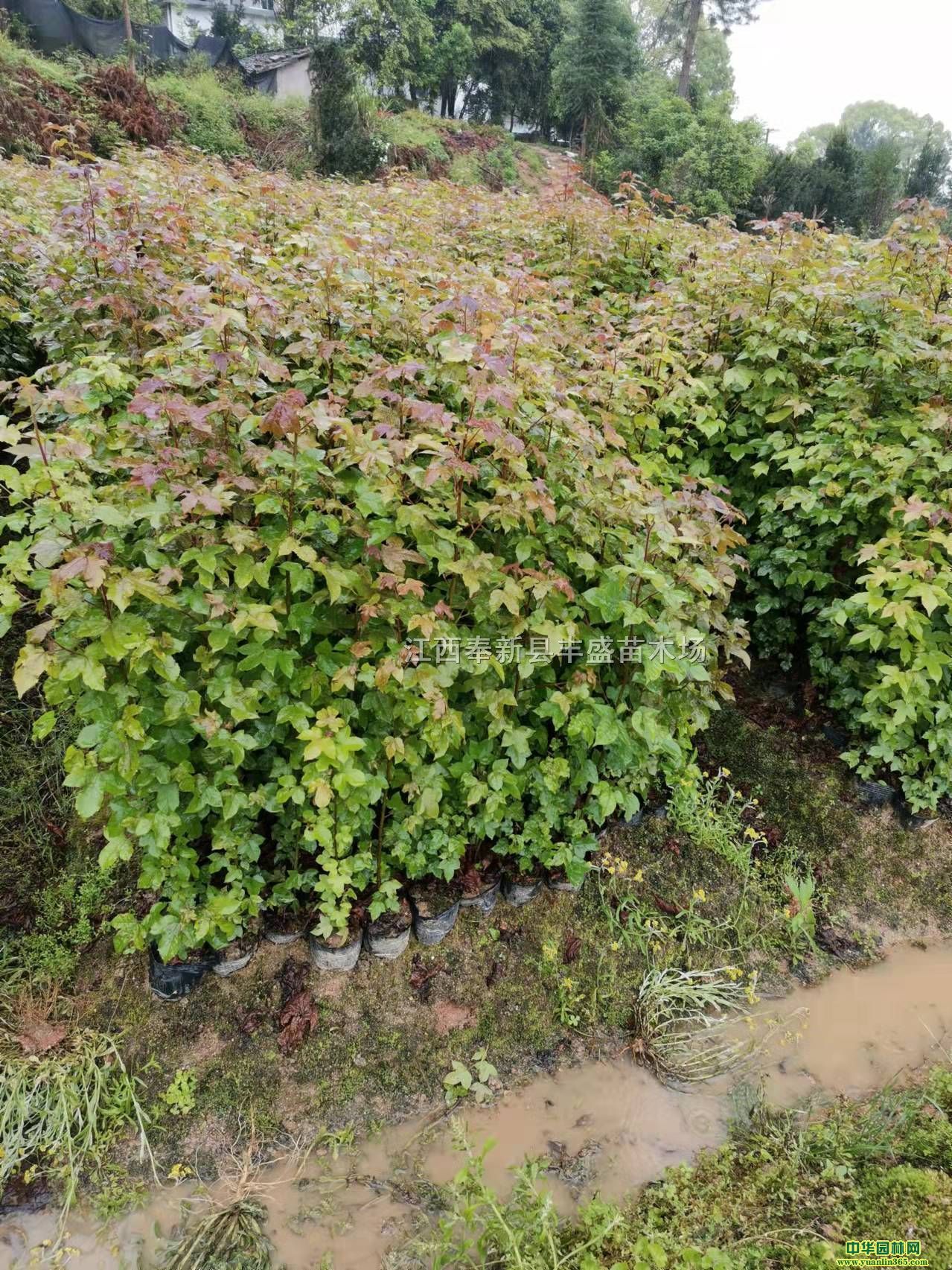 ˨Ƥ硢IB(yng)硢陵