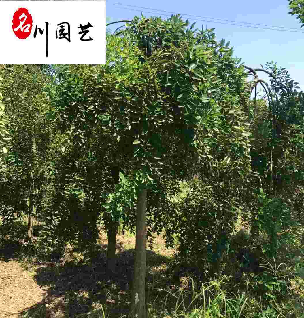 צľֱN8-15צr(yu)