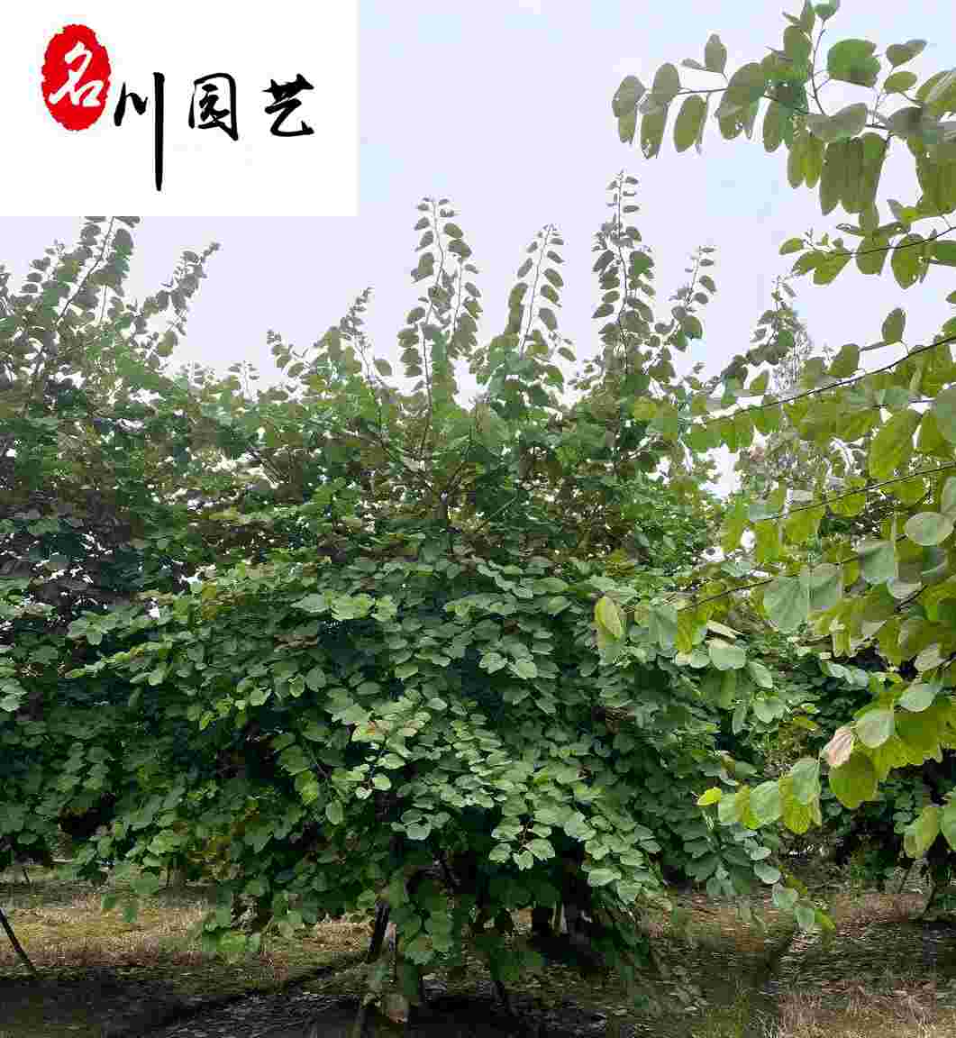 tľt12-25֬F(xin)؛l(f)