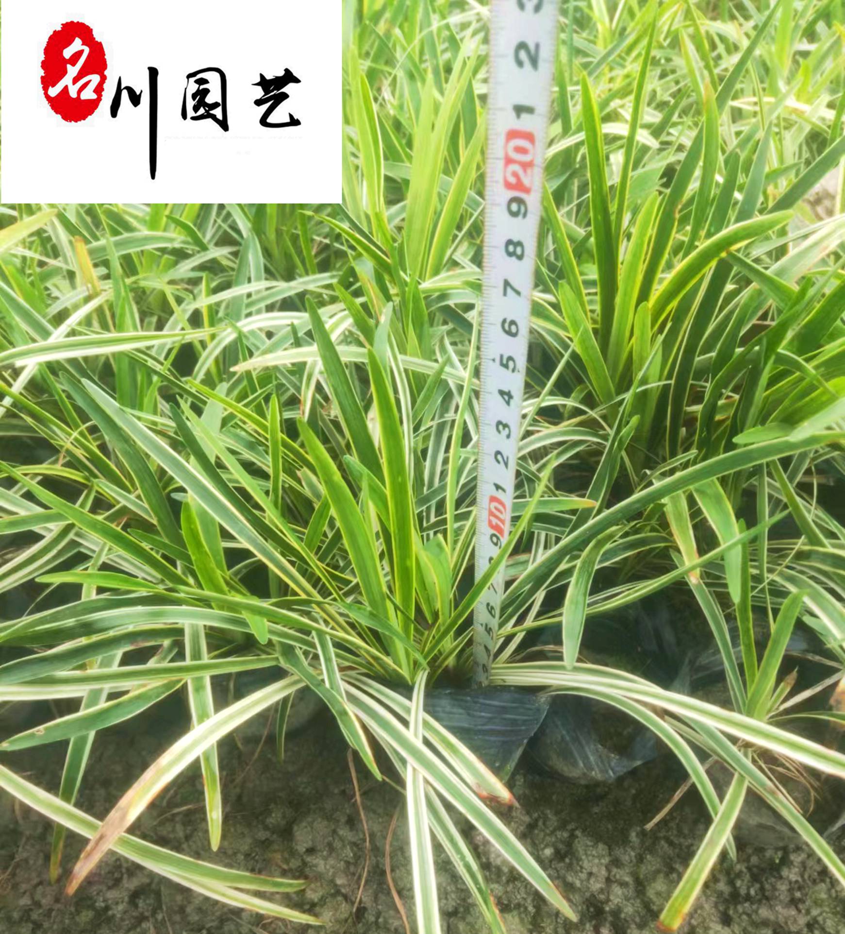 Ĵ߅~ͺͺ̾G硢(yu)݃r(ji)