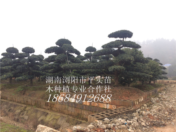 20־Ʒ_hɡ_h辰