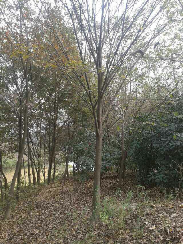 Θ