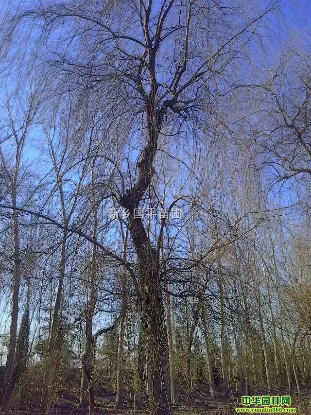 ϴƤSƤzΡƤ