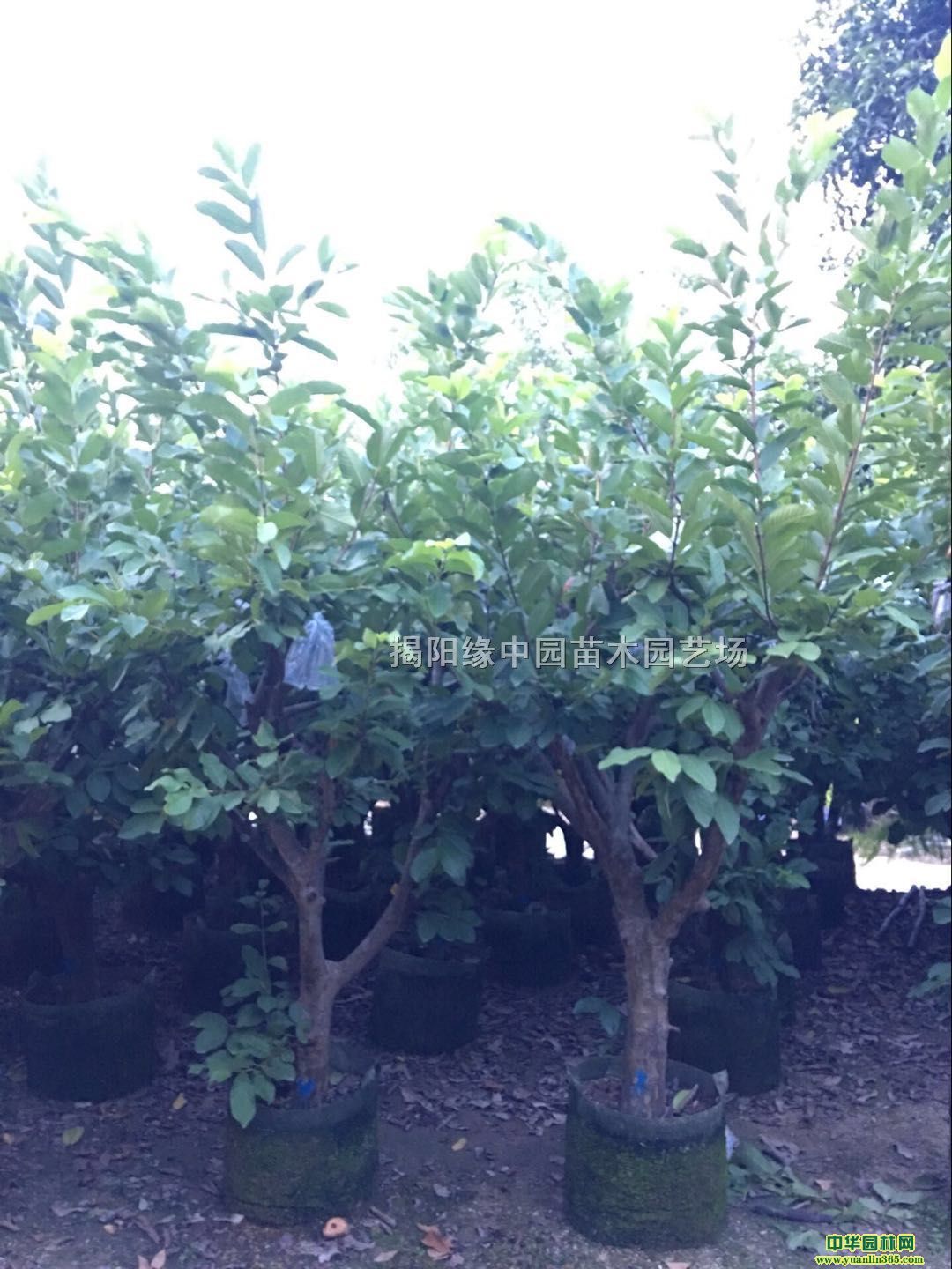 ʯ䡢V|ʯзʯ䡢ķʯ
