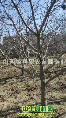 ɽ高