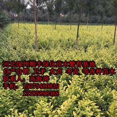 б50-60ֽ~Ůؑ