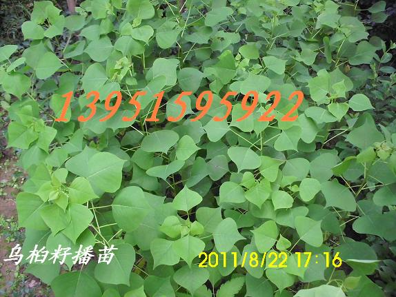 Ǉ鬷NӡN硢G