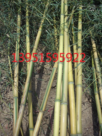 2-3׸S2-5׸߽Сë