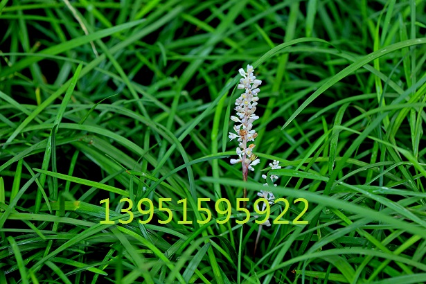 aֱNݡļͺͺ߅ݿf