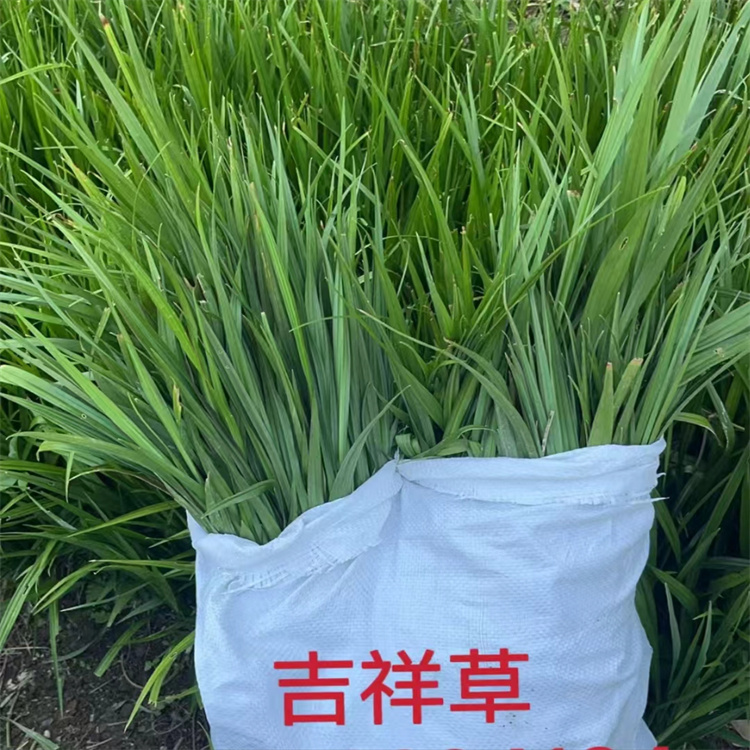 ꖿhº»彪ϻľ