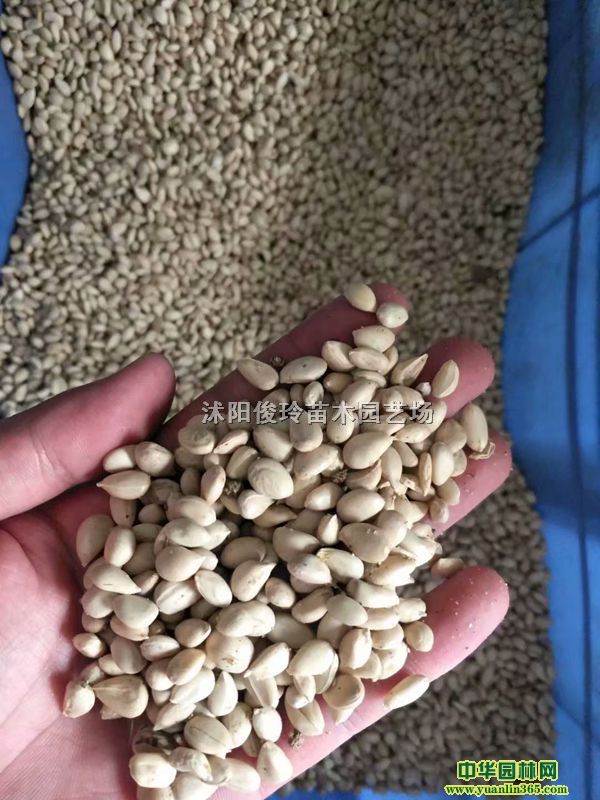 ²ٷNӡךNӡ硢١ך硢N׌