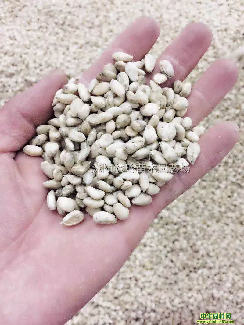硢ٷNӡךNӡС硢ٷNӡN