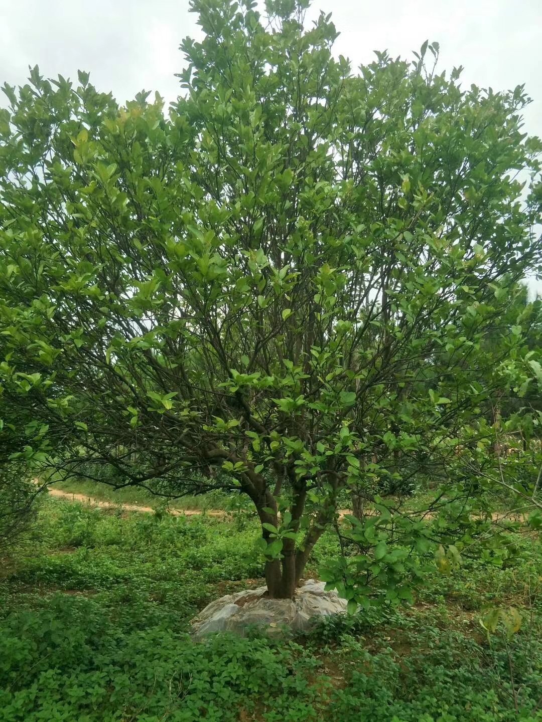 4ϵľGÔӘ