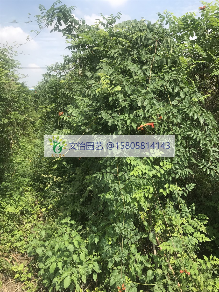 -Ҏ