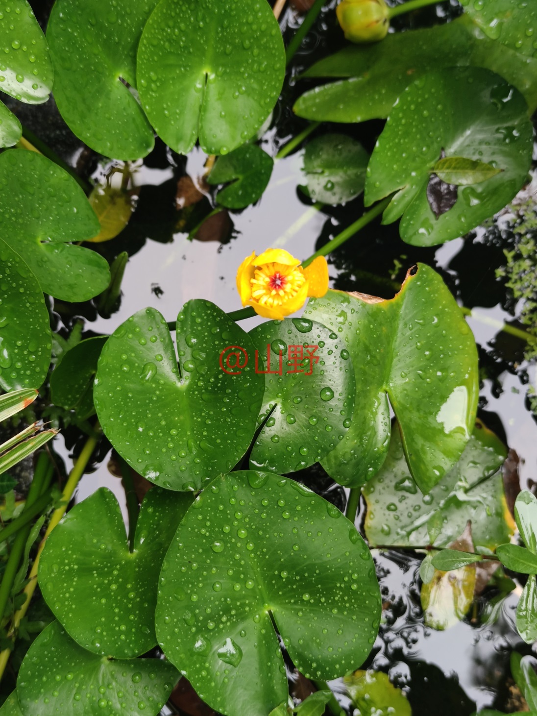 Ƽ-ˮݱ