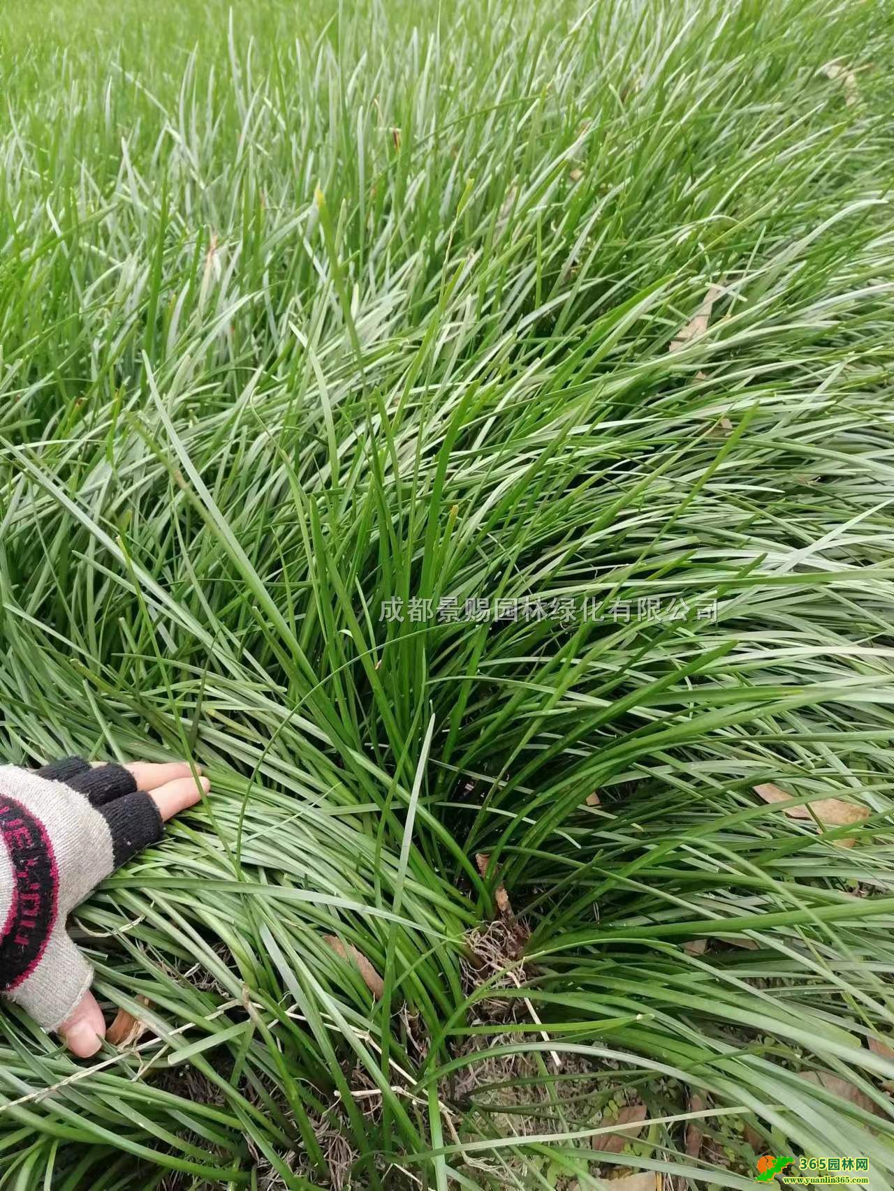 [mlt[m׻[mС硢Ĵ[mNֲ