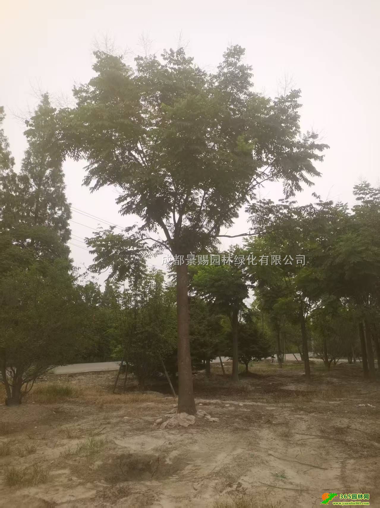 Ʒ乤硢lءءr