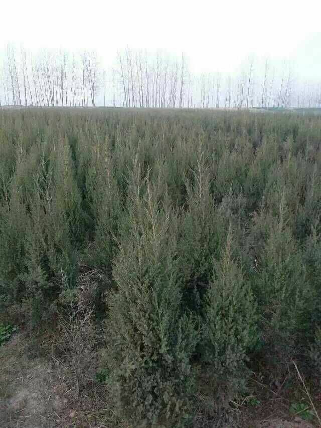 uء̰ء30-300ֱֻN