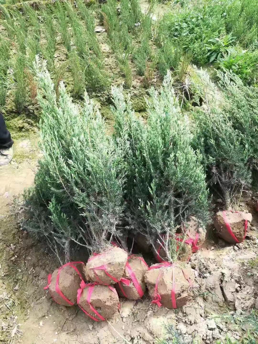 կС硢կؘءկ1-2׸ؘ