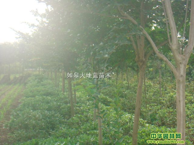 ޱK