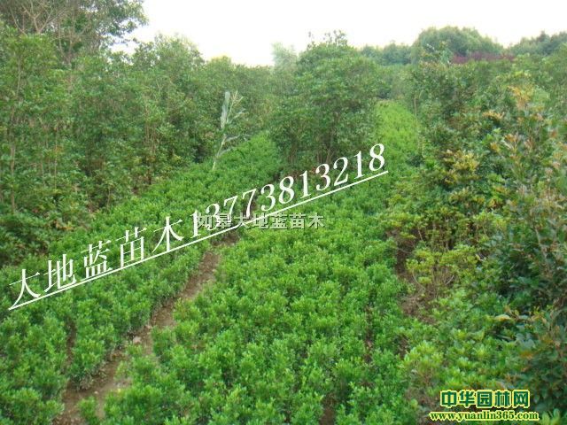 С~SH30-40